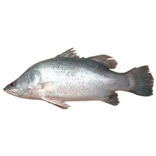 Kolkata Bhetki Fish (Processed)